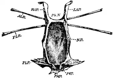 1911 Britannica-Arachnida-Limulus polyphemus2.png