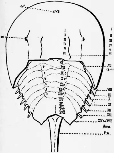 1911 Britannica-Arachnida-Limulus polyphemus3.png