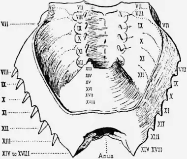 1911 Britannica-Arachnida-Limulus polyphemus4.png