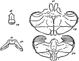 1911 Britannica-Arachnida-Limulus polyphemus7.png