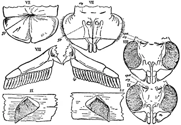 1911 Britannica-Arachnida-Limulus polyphemus8.png