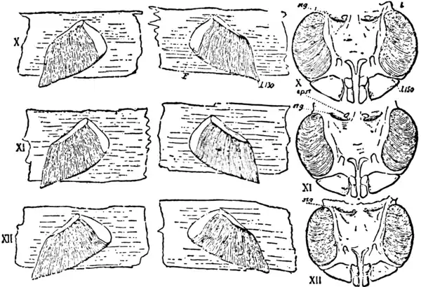 1911 Britannica-Arachnida-Limulus polyphemus9.png