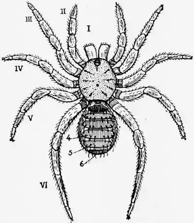 1911 Britannica-Arachnida-Liphistius desultor.png