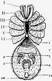 1911 Britannica-Arachnida-Liphistius desultor2.png