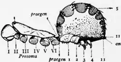 1911 Britannica-Arachnida-Liphistius desultor3.png