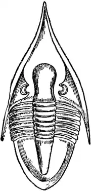 1911 Britannica-Arachnida-Megalaspis extenuatus.png