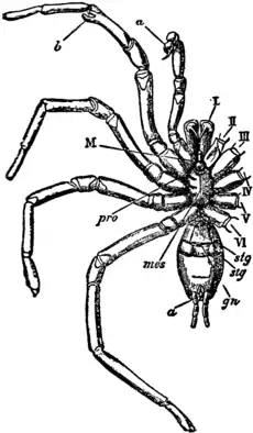 1911 Britannica-Arachnida-Mygalomorphae.png