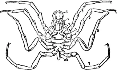 1911 Britannica-Arachnida-Nymphon hispidum.png