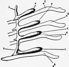 1911 Britannica-Arachnida-Packard.png