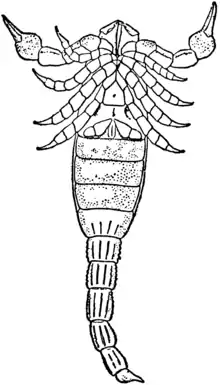 1911 Britannica-Arachnida-Palaeophonus Hunteri.png