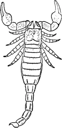 1911 Britannica-Arachnida-Palaeophonus nuncius.png