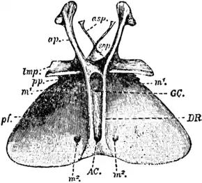 1911 Britannica-Arachnida-Palamnaeus indus.png