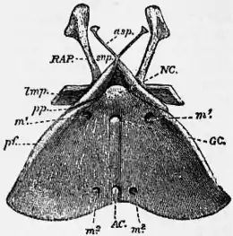 1911 Britannica-Arachnida-Palamnaeus indus2.png