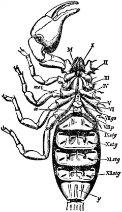 1911 Britannica-Arachnida-Palamnaeus indus3.png