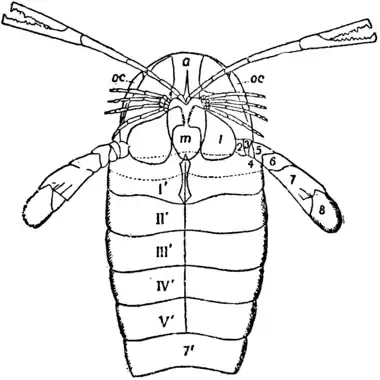 1911 Britannica-Arachnida-Pterygotus osiliensis.png