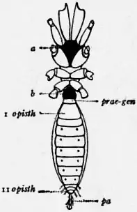 1911 Britannica-Arachnida-Schizomus crassicaudatus.png