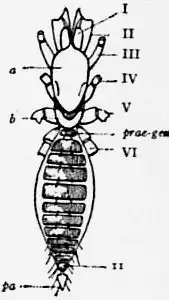 1911 Britannica-Arachnida-Schizomus crassicaudatus2.png