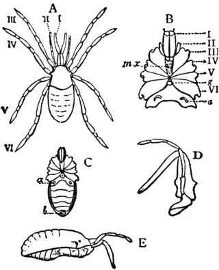 1911 Britannica-Arachnida-Stylocellus sumatranus.png