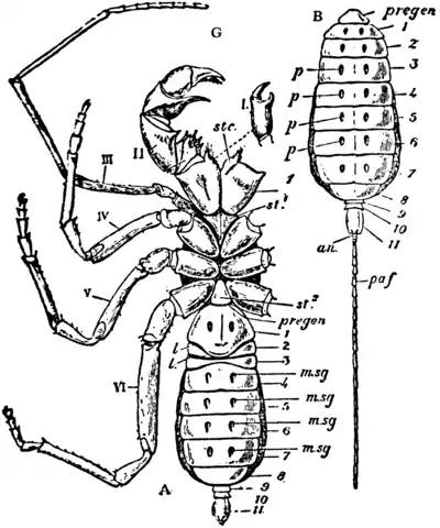 1911 Britannica-Arachnida-Thelyphonus.png