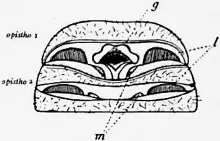 1911 Britannica-Arachnida-Thelyphonus assamensis.png