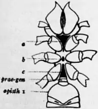 1911 Britannica-Arachnida-Thelyphonus sp.png