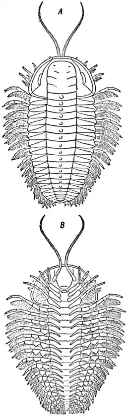 1911 Britannica-Arachnida-Triarthrus Becki.png