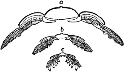 1911 Britannica-Arachnida-Triarthrus Becki2.png