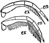 1911 Britannica-Arachnida-Triarthrus Becki3.png