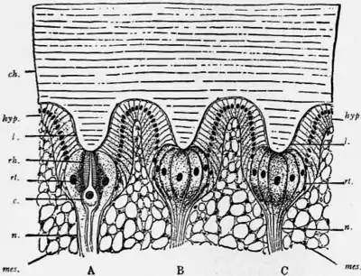 1911 Britannica-Arachnida-Watase.png