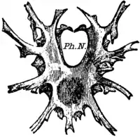 1911 Britannica-Arachnida-mygalomorphous spiders2.png