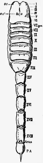 1911 Britannica-Arachnida-scorpion.png