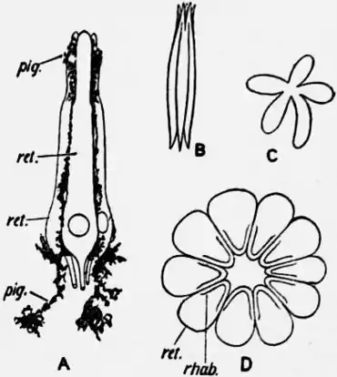 1911 Britannica-Arachnida-scorpion2.png