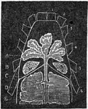 1911 Britannica-Arachnida-scorpion3.png