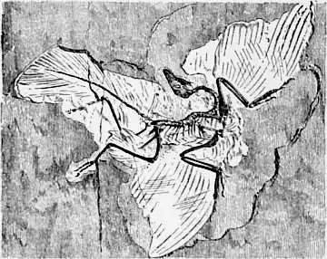 1911 Britannica-Archaeopteryx-Berlin.png