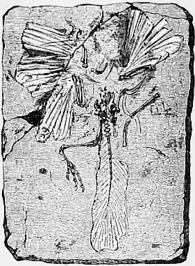 1911 Britannica-Archaeopteryx-British Museum.png