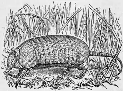 1911 Britannica-Armadillo.png