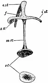 1911 Britannica-Bird-Auditory of Chicken.png