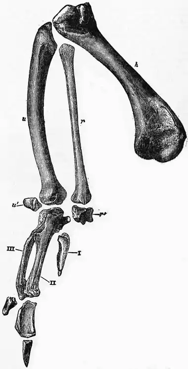 1911 Britannica-Bird-Bones of a Fowl.png