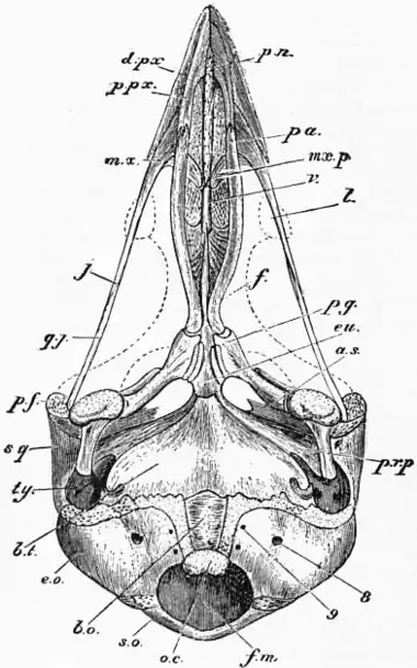 1911 Britannica-Bird-Chick’s head.png