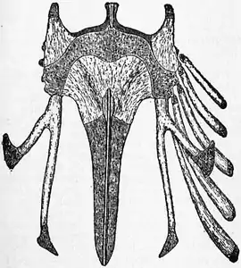 1911 Britannica-Bird-Chick’s sternum1.png