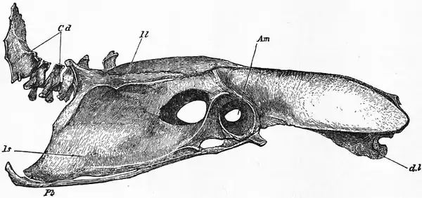 1911 Britannica-Bird-Pelvis of a Fowl.png