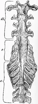 1911 Britannica-Bird-Sacrum of a Fowl.png