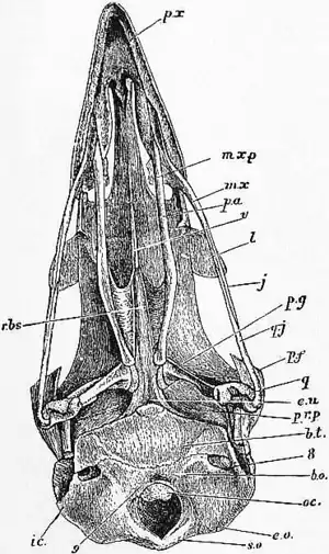 1911 Britannica-Bird-Skull of Fowl.png