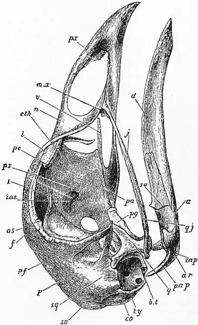 1911 Britannica-Bird-Skull of Fowl1.png