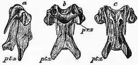 1911 Britannica-Bird-Vertebra of a Fowl.png