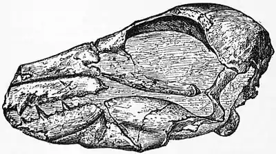 1911 Britannica-Bird- Head of Odontopteryx1.png