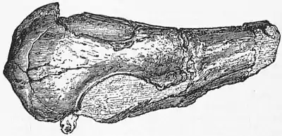 1911 Britannica-Bird- Head of Odontopteryx2.png