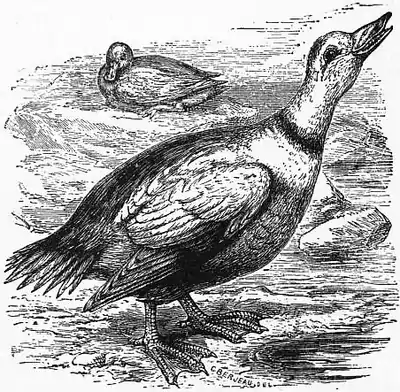 1911 Britannica-Bird- Somateria labradora.png