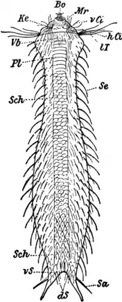 1911 Britannica-Gastrotricha.png