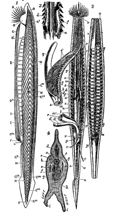 1911 Britannica - Amphioxus lauceolatus.png